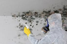 Mold Remediation for Rental Properties in Belvedere, SC